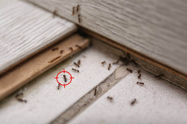 Best Ant Control Services  in Pass Christian, MS